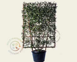 Elaeagnus ebbingei - In rek 110x160 cm