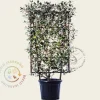 Elaeagnus ebbingei - In rek 70x120 cm