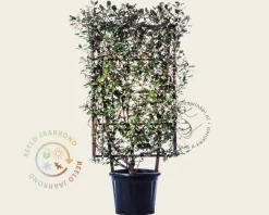 Elaeagnus ebbingei - In rek 70x120 cm