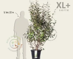 Elaeagnus ebbingei - XL+
