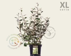 Elaeagnus ebbingei - XL