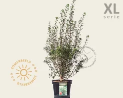 Enkianthus campanulatus - XL