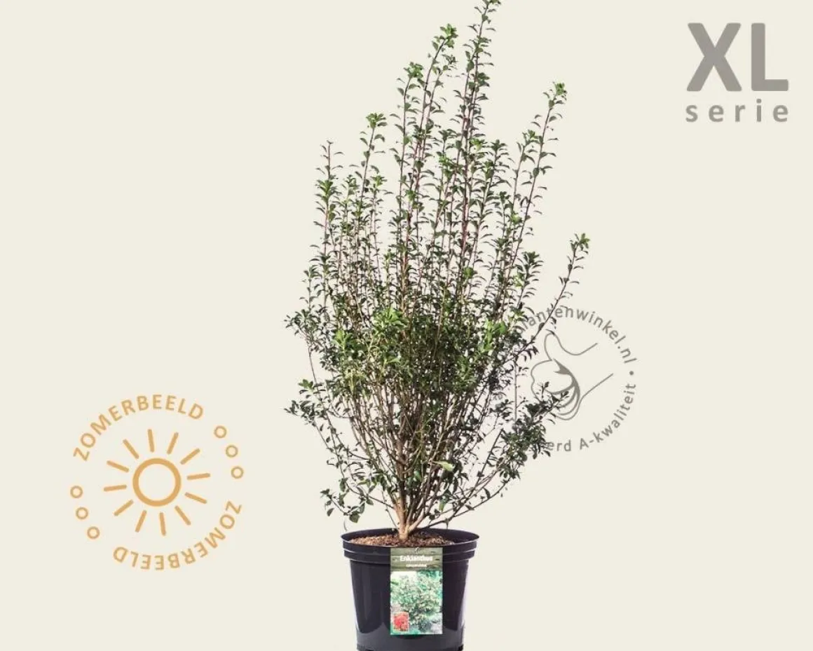 Enkianthus campanulatus - XL