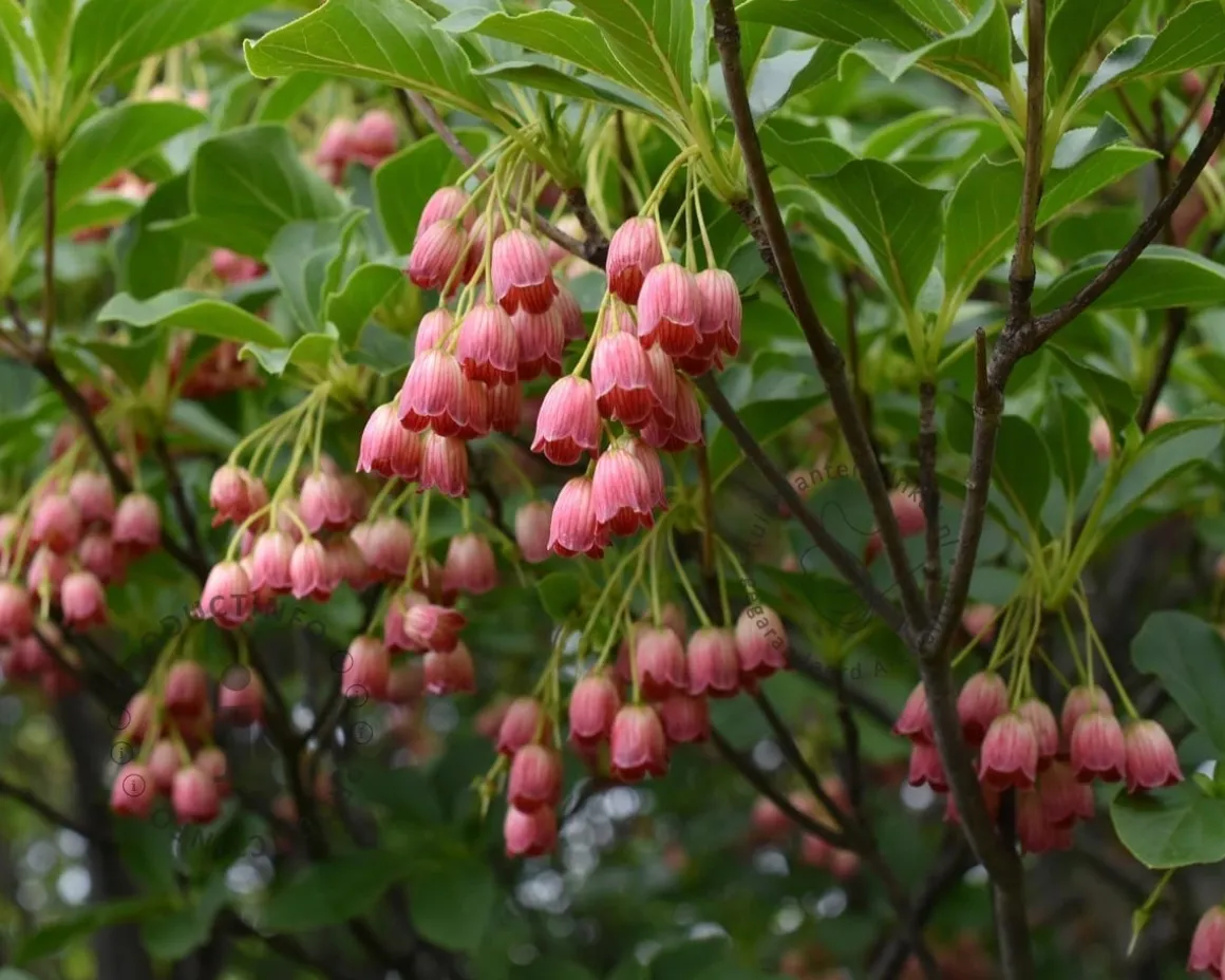 Enkianthus campanulatus - XL