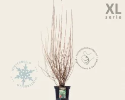 Enkianthus campanulatus - XL