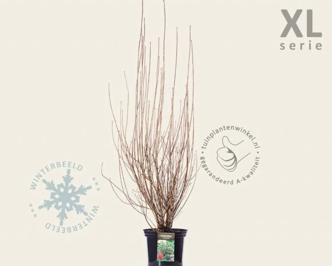 Enkianthus campanulatus - XL