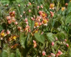 Epimedium pubigerum 'Orangekönigin'