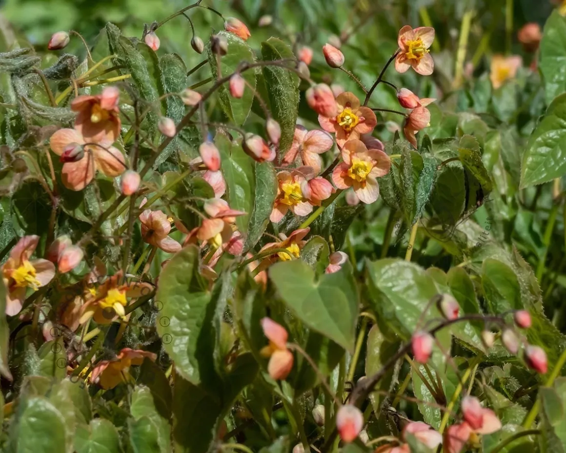 Epimedium pubigerum 'Orangekönigin'