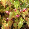 Epimedium rubrum