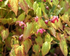 Epimedium rubrum