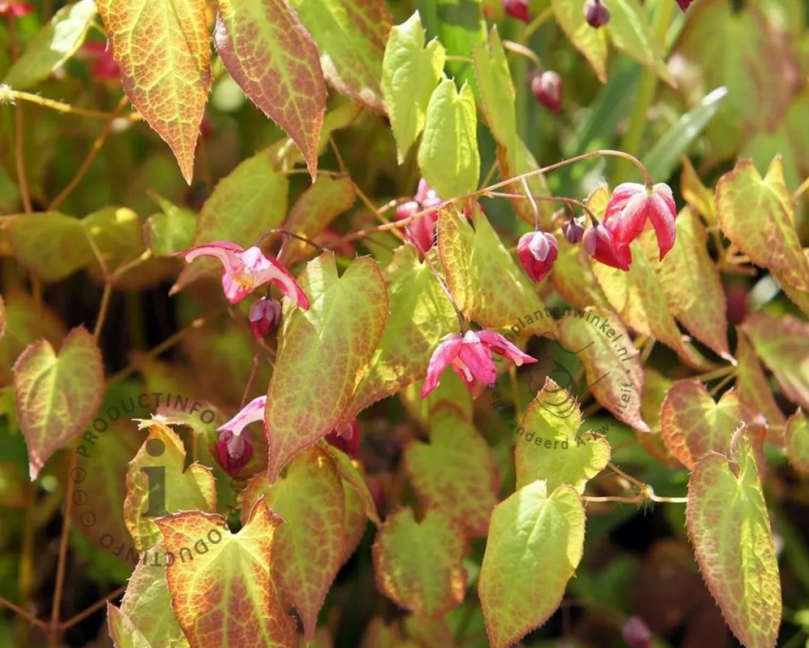 Epimedium rubrum
