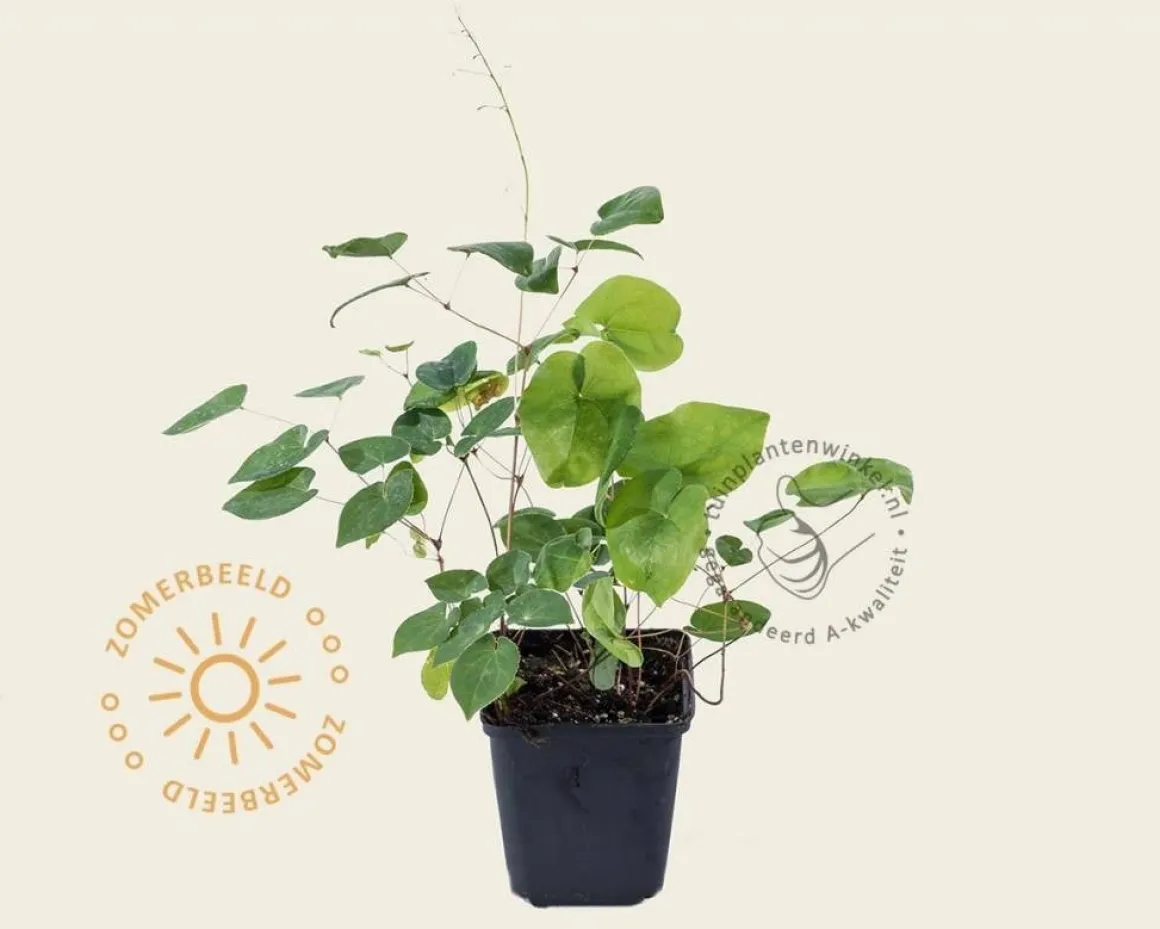 Epimedium versicolor 'Sulphureum'