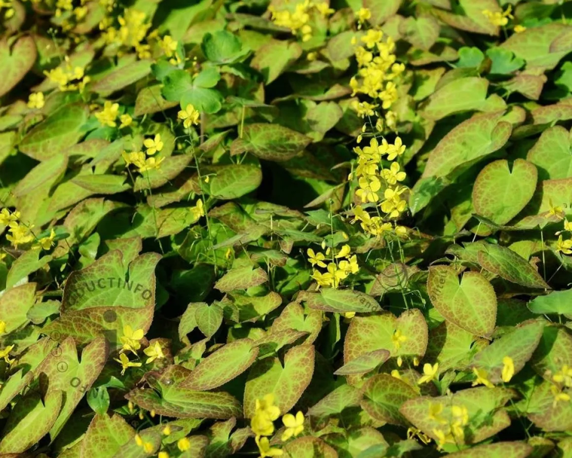Epimedium versicolor 'Sulphureum'