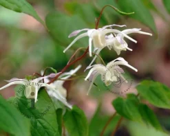 Epimedium youngianum 'Niveum'