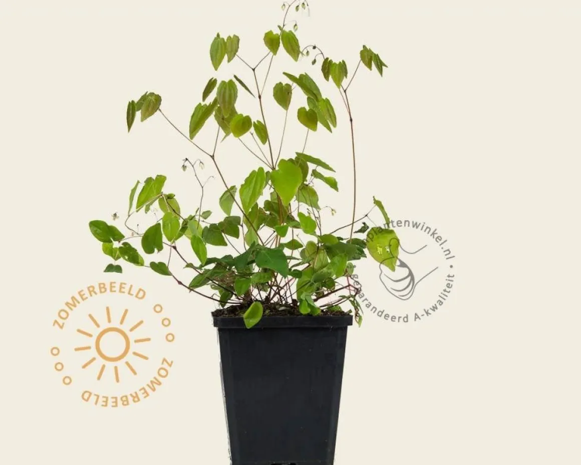 Epimedium youngianum 'Niveum'