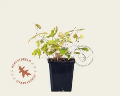 Epimedium youngianum 'Roseum'