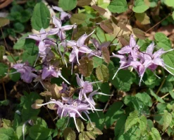 Epimedium youngianum 'Roseum'
