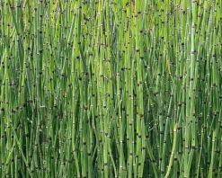 Equisetum japonicum