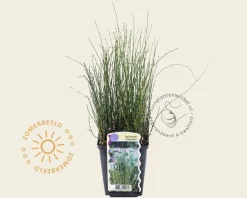 Equisetum scirpoides