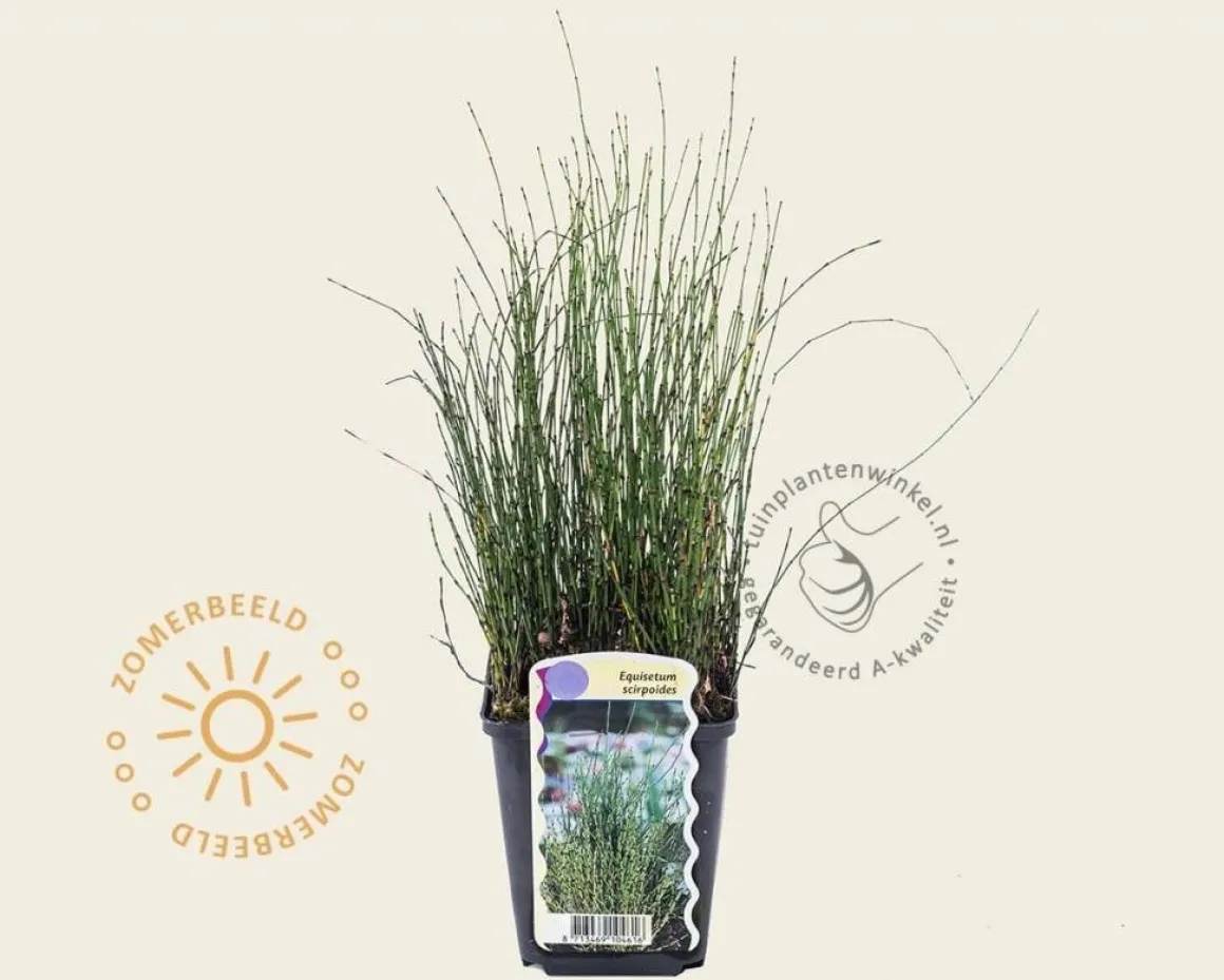 Equisetum scirpoides