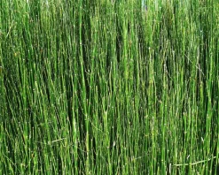 Equisetum scirpoides