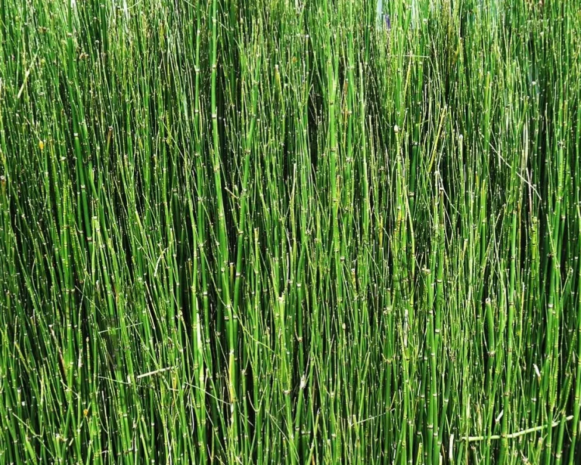 Equisetum scirpoides