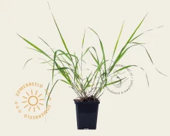 Eragrostis spectabilis