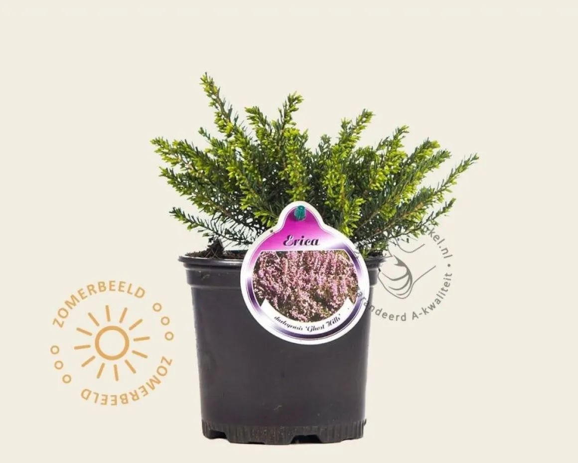 Erica darleyensis 'Ghost Hills'
