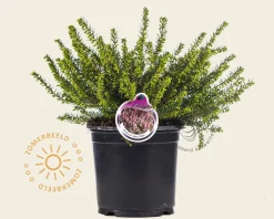 Erica darleyensis 'Ghost Hills'