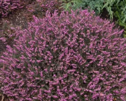 Erica darleyensis 'Kramers Rote'