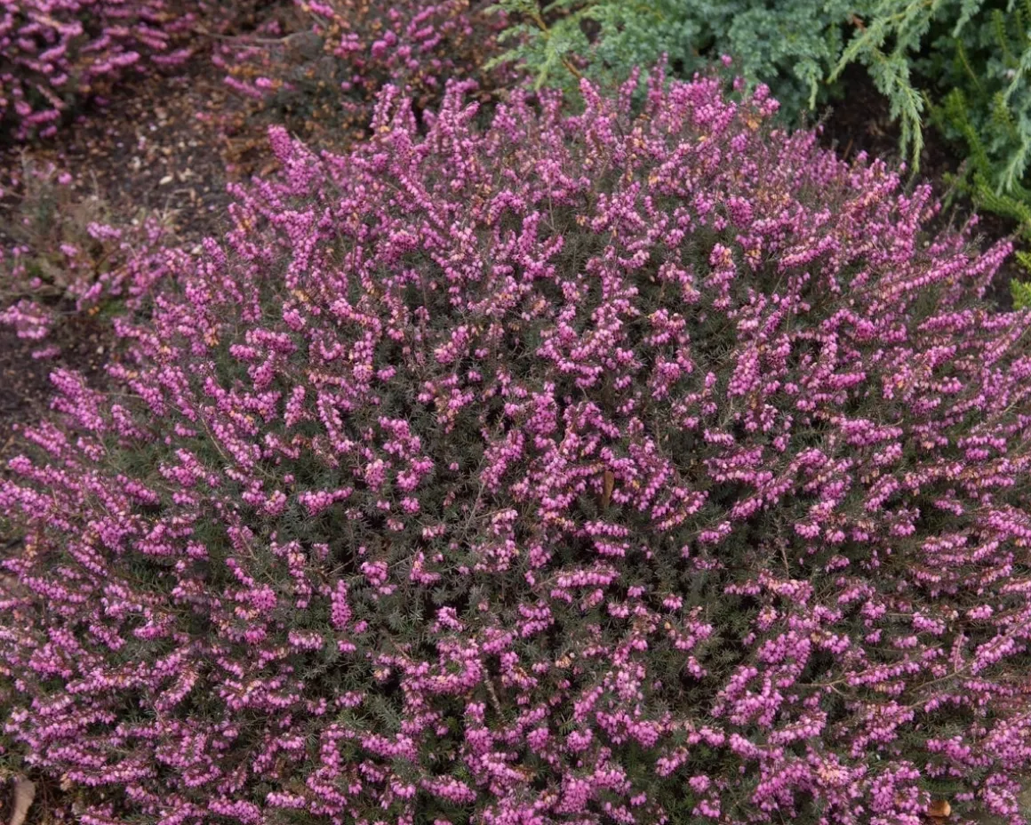 Erica darleyensis 'Kramers Rote'