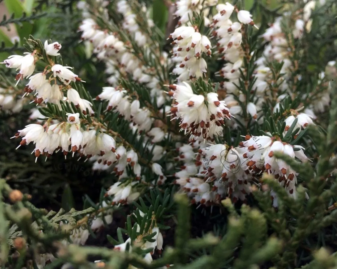 Erica darleyensis 'White Perfection'