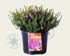Erica x darleyensis 'Mary Helen'