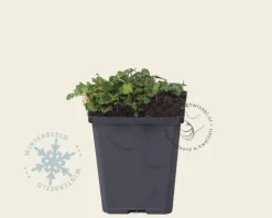 Erodium 'Roseum'