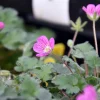 Erodium x variabile 'Bishop's Form'