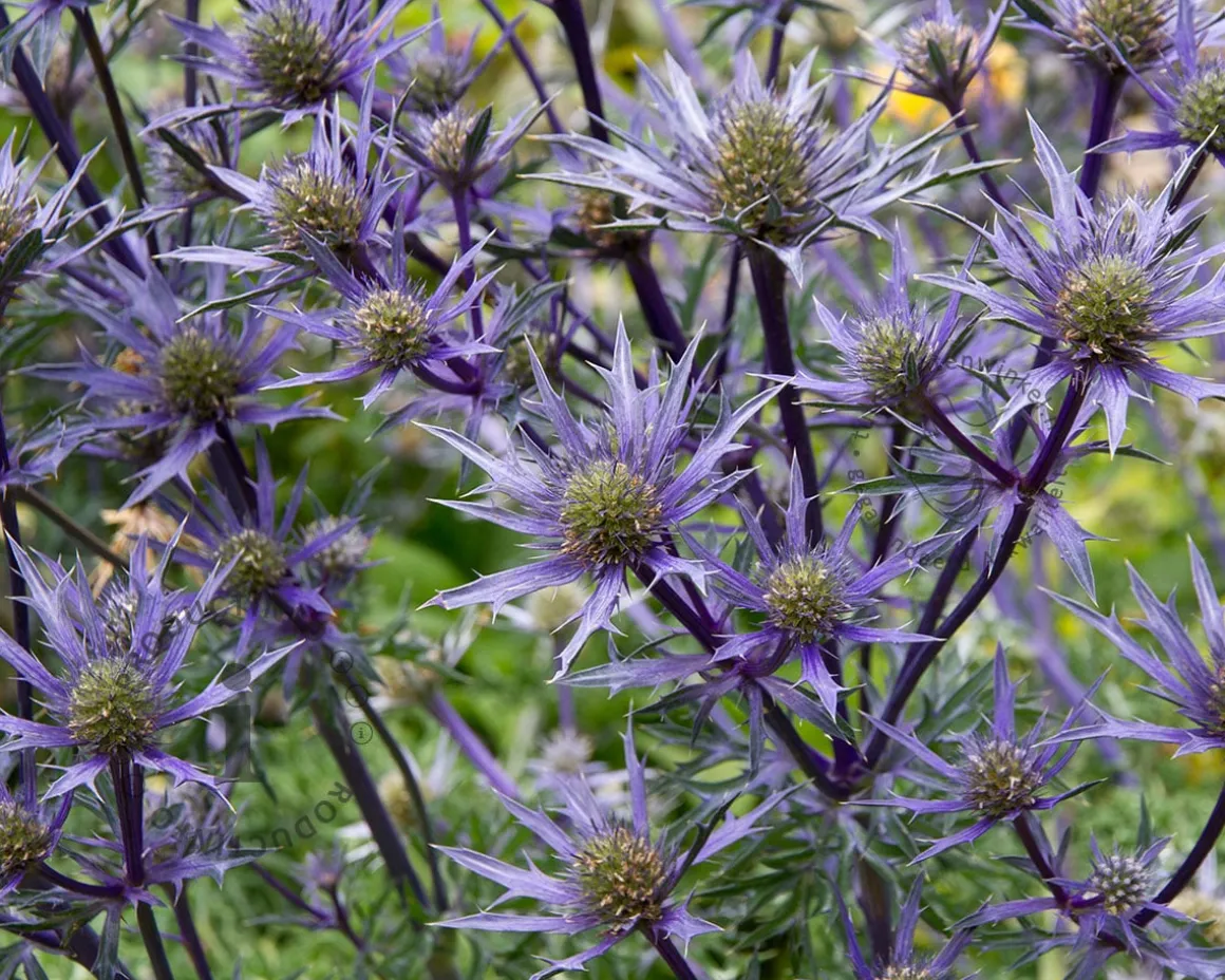 Eryngium bourgatii