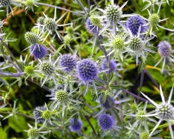 Eryngium planum