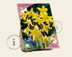 Erythronium 'Pagoda'