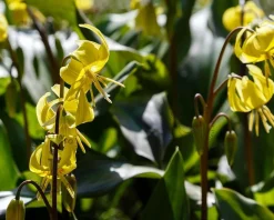 Erythronium 'Pagoda'