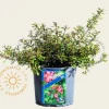 Escallonia 'Jamie'