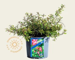 Escallonia 'Jamie'
