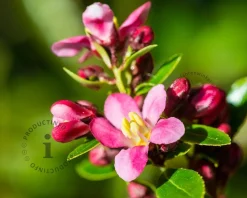 Escallonia 'Jamie'