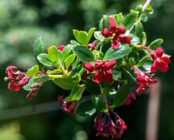 Escallonia 'Red Dream'