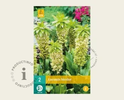 Eucomis bicolor