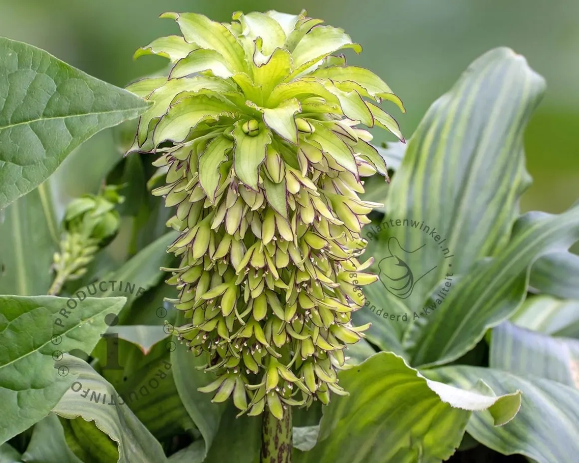 Eucomis bicolor