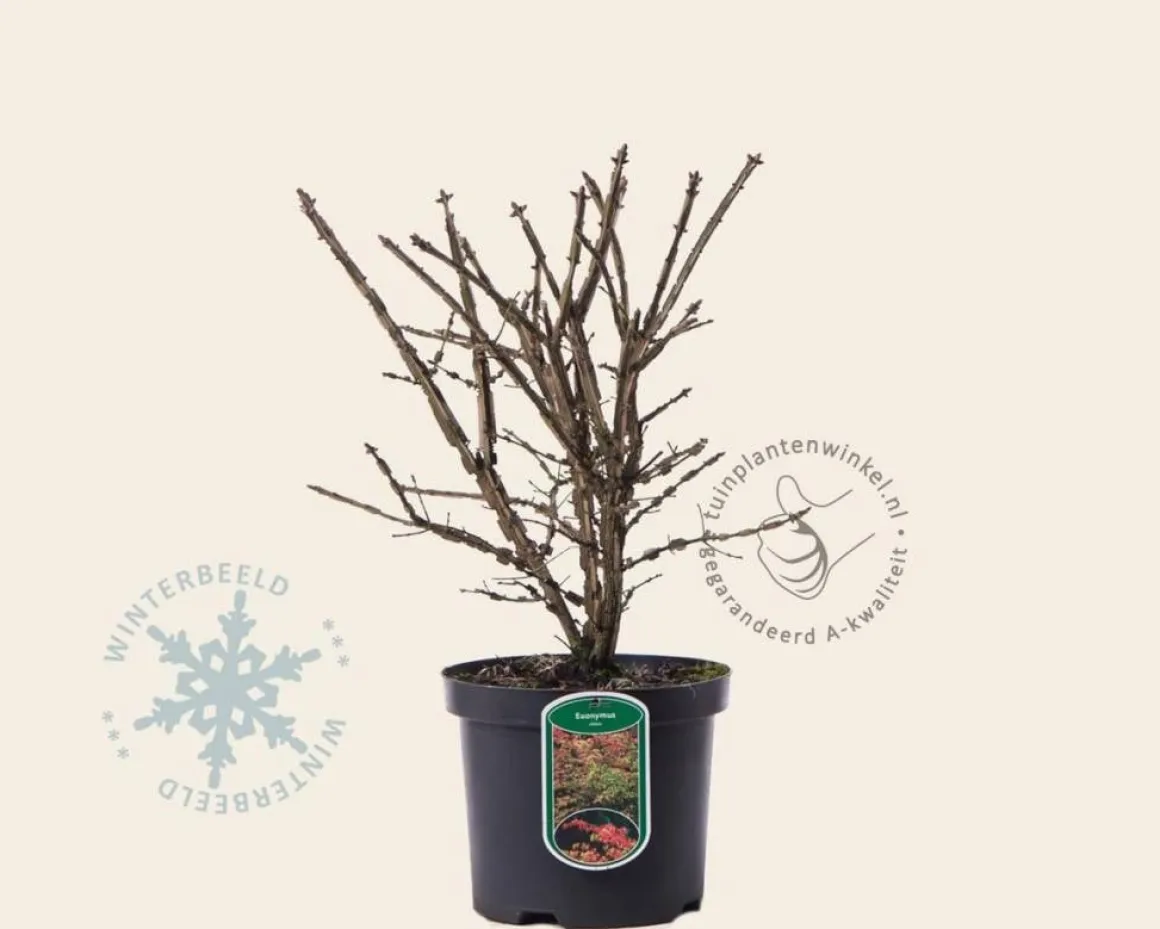 Euonymus alatus