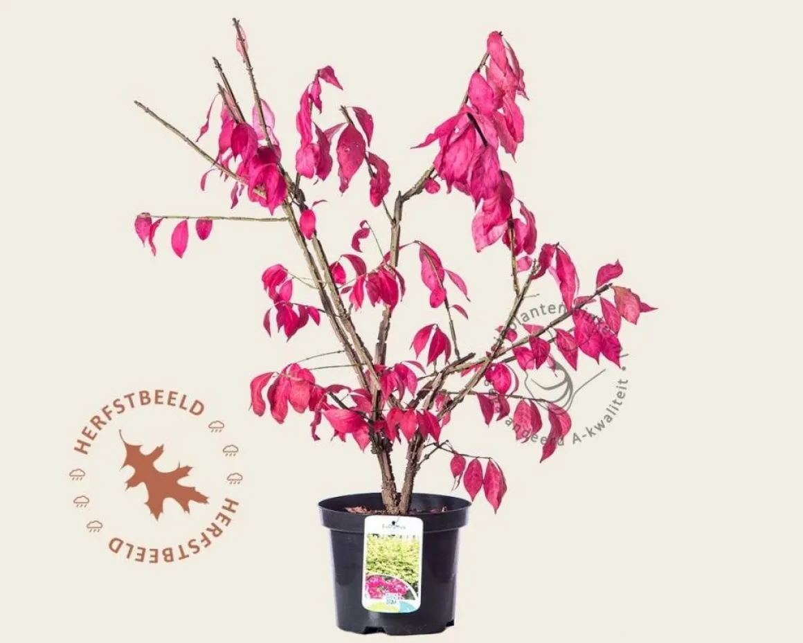 Euonymus alatus