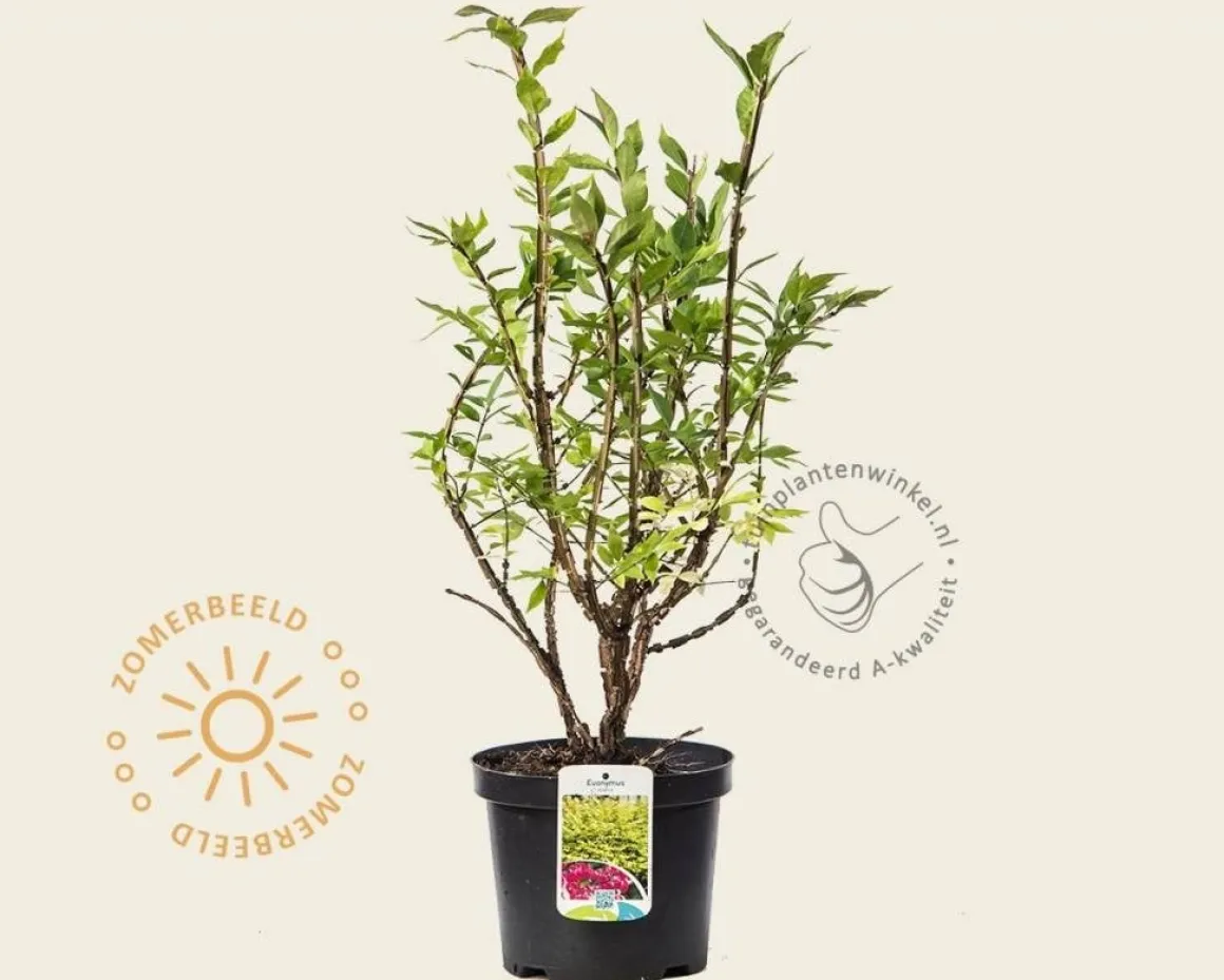 Euonymus alatus