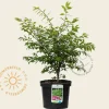 Euonymus alatus 'Compactus'