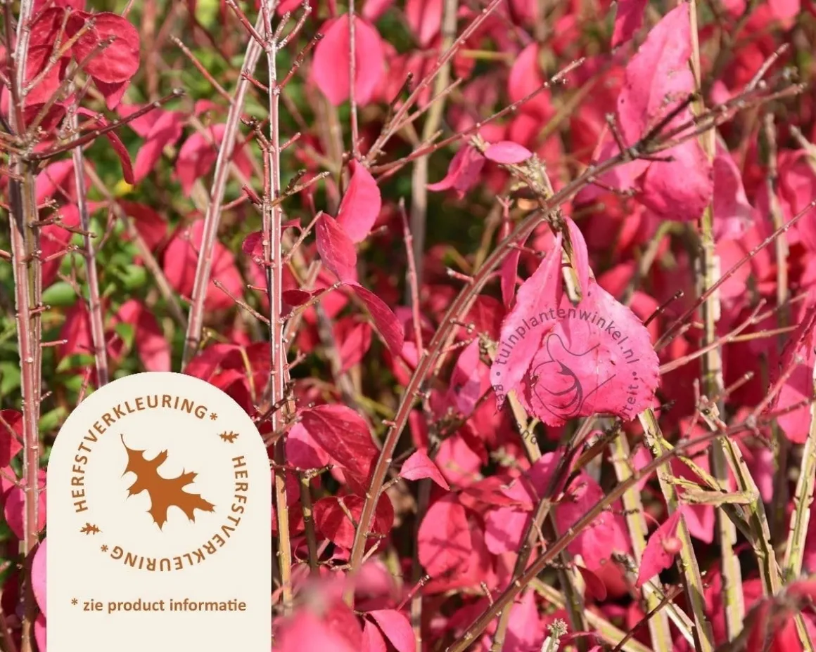 Euonymus alatus 'Compactus'